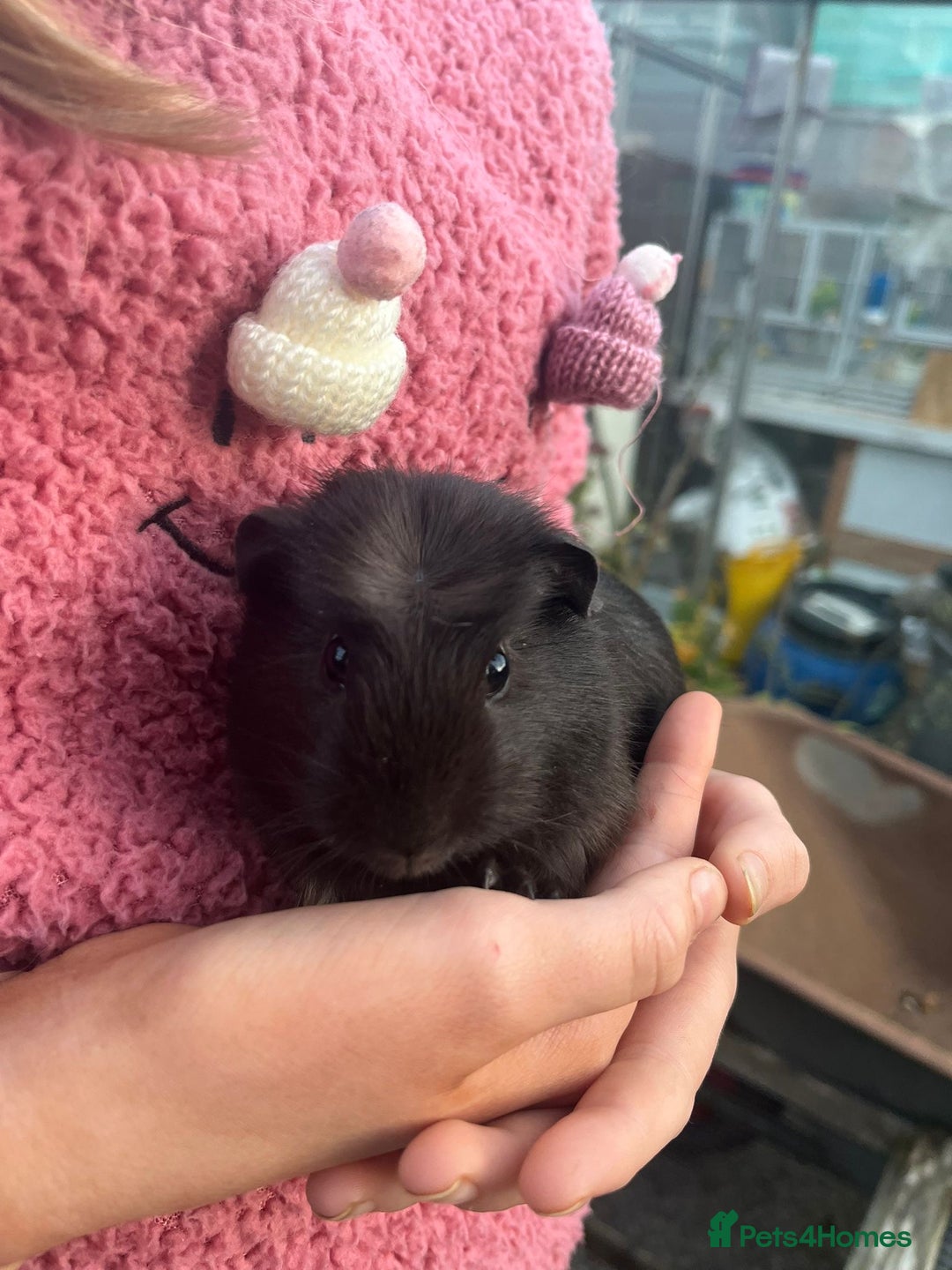 Guinea Pig rodents for sale: Male Guinea pigs  - Image 3