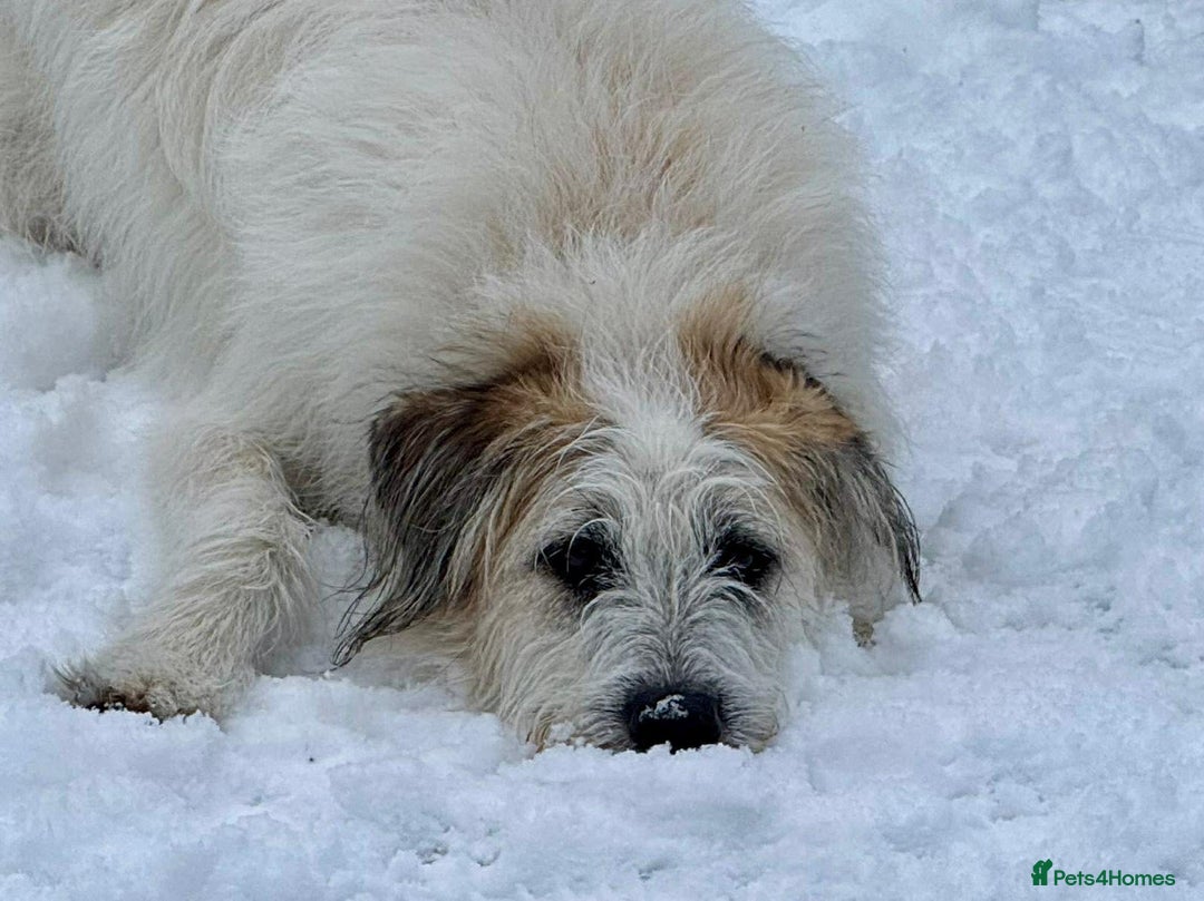 Lurcher dogs for adoption: KALLIE-friendly&playful girl/loves dogs/energetic - Advert 26