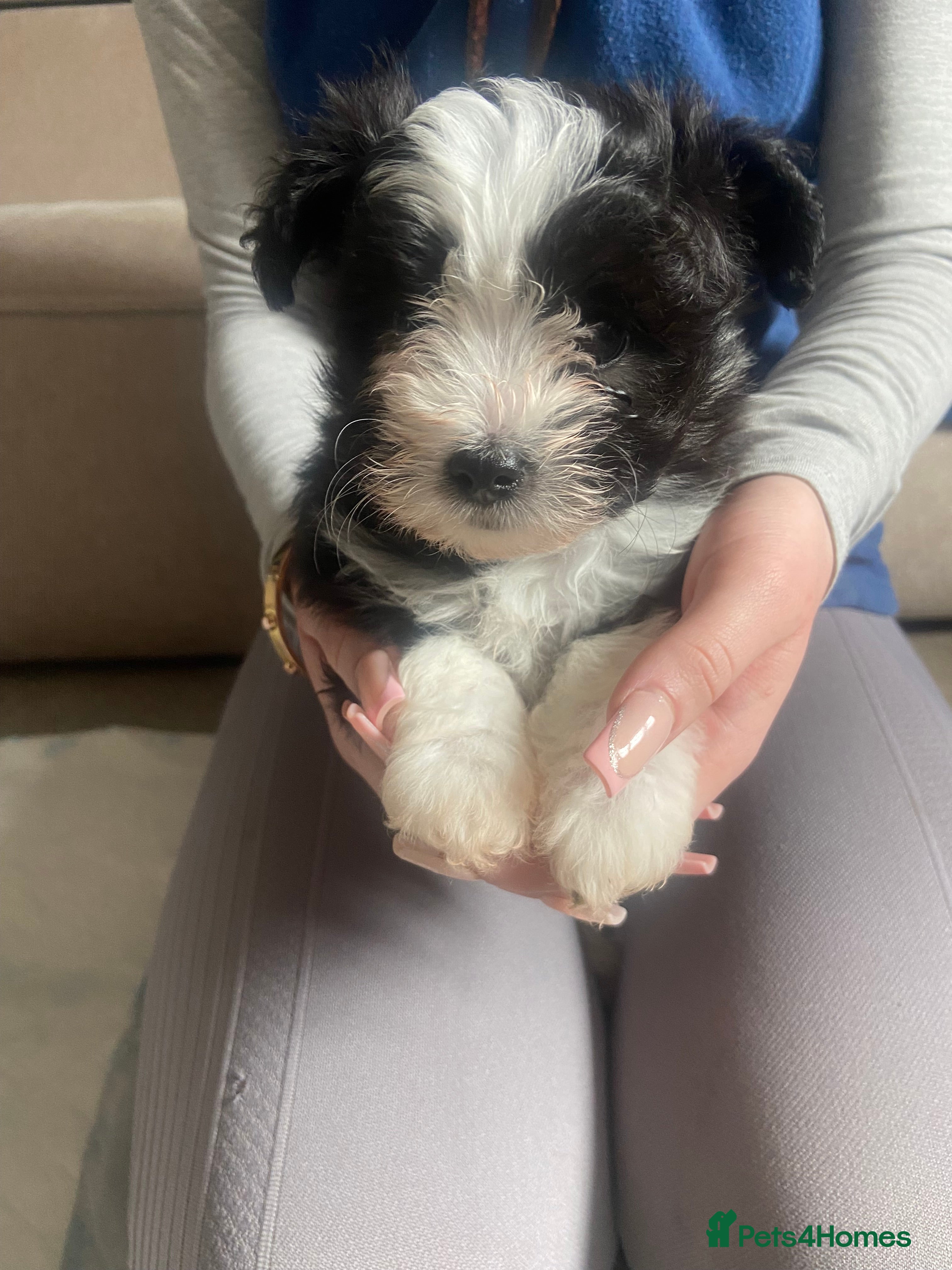 Pomapoo dogs Beautiful pomapoo puppies - Advert 1