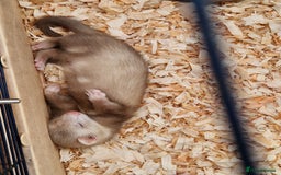 Ferret rodents for sale: Male ferrets  - Image 3