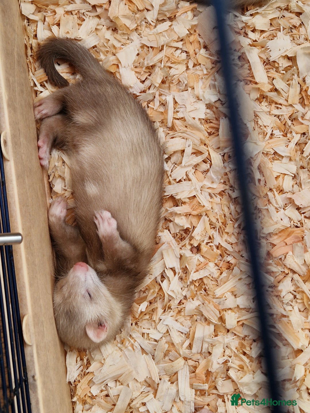 Ferret rodents for sale: Male ferrets  - Image 3