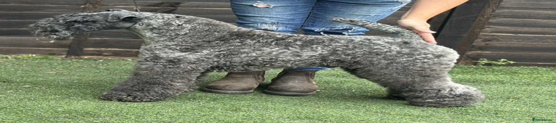 Kerry Blue Terrier Puppy 1