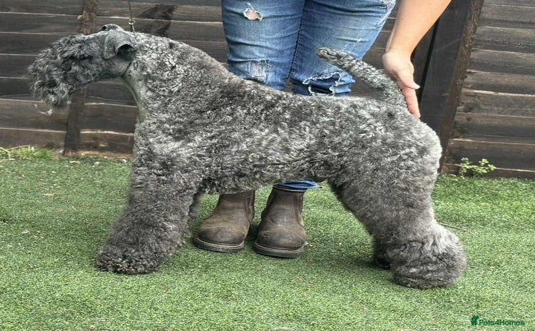 Kerry Blue Terrier dogs - Advert 1