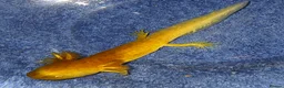 Other/Mixed Breed fish for sale: Axolotls babies gold and copper  - Advert 24