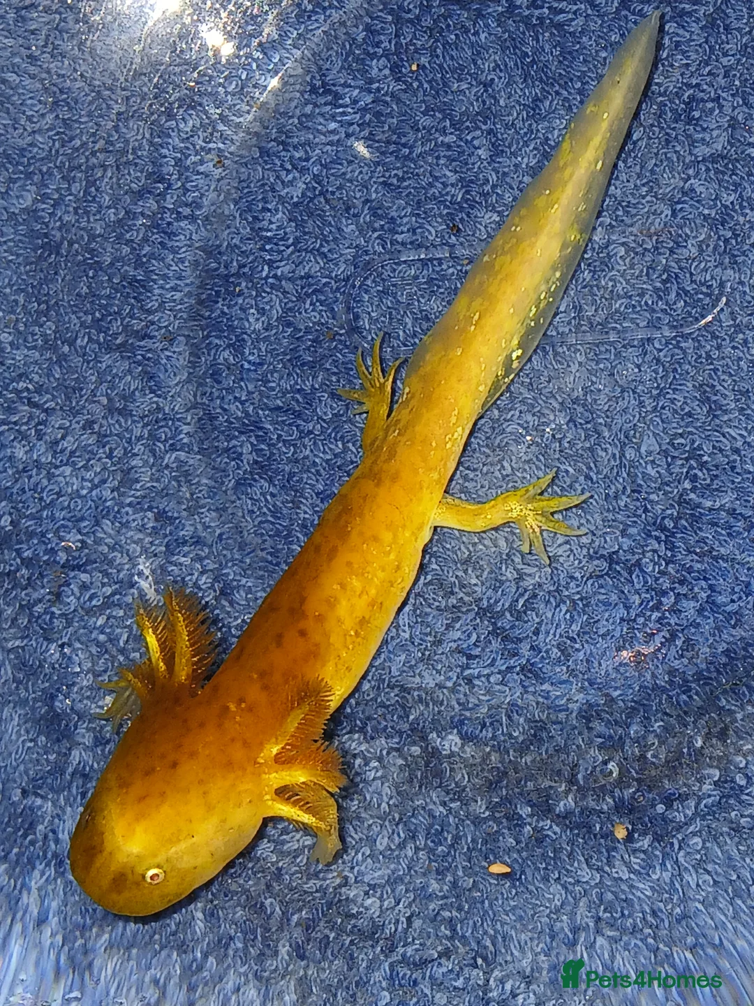 Other/Mixed Breed fish for sale: Axolotls babies gold and copper  - Advert 24