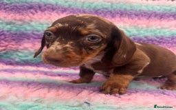 Miniature Dachshund dogs for sale: Miniature Dachshund Boys and Girls From £700 - Image 9