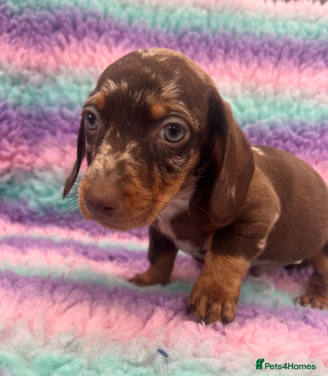 Miniature Dachshund dogs for sale: Miniature Dachshund Boys and Girls From £700 - Image 9