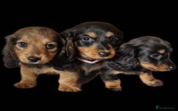 Miniature Dachshund dogs for sale: **READY ** KC REG LONG HAIR MINIATURE DACHSHUNDS - Image 2
