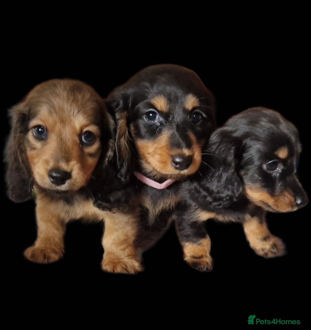 Miniature Dachshund dogs for sale: **READY ** KC REG LONG HAIR MINIATURE DACHSHUNDS - Image 2