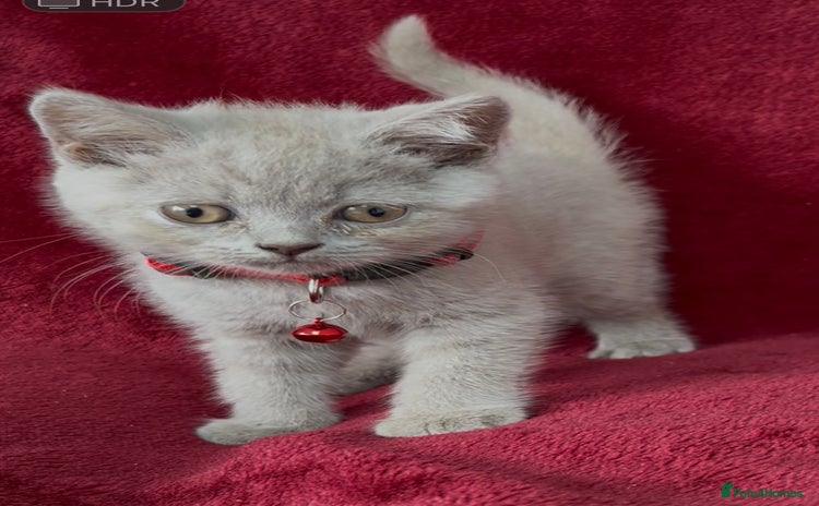 British Shorthair cats - Advert 16