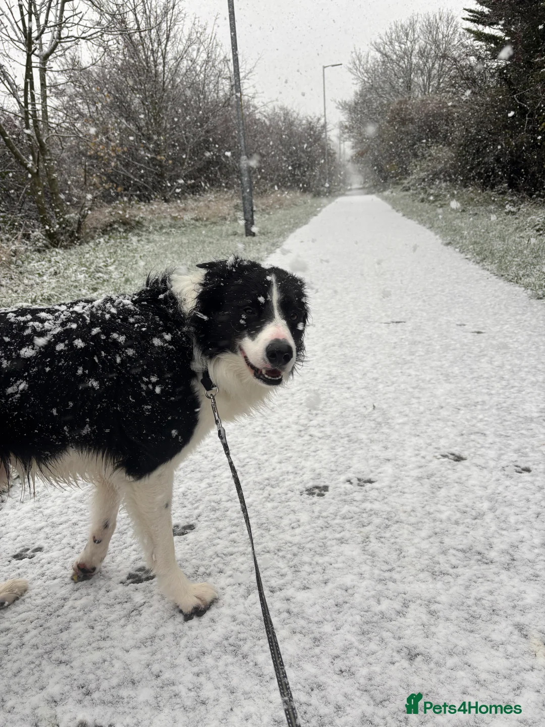 Border Collie dogs for stud: 🐾 Handsome Purebred Border Collie Stud 🐾 - Advert 4