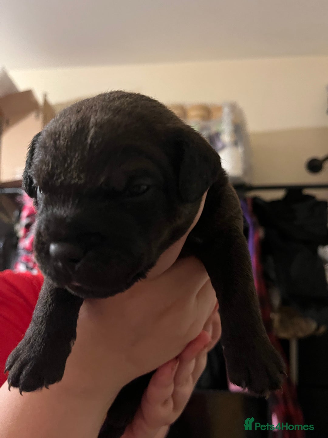 Patterdale Terrier dogs for sale: Patterdale puppies good bloodlines - Image 4