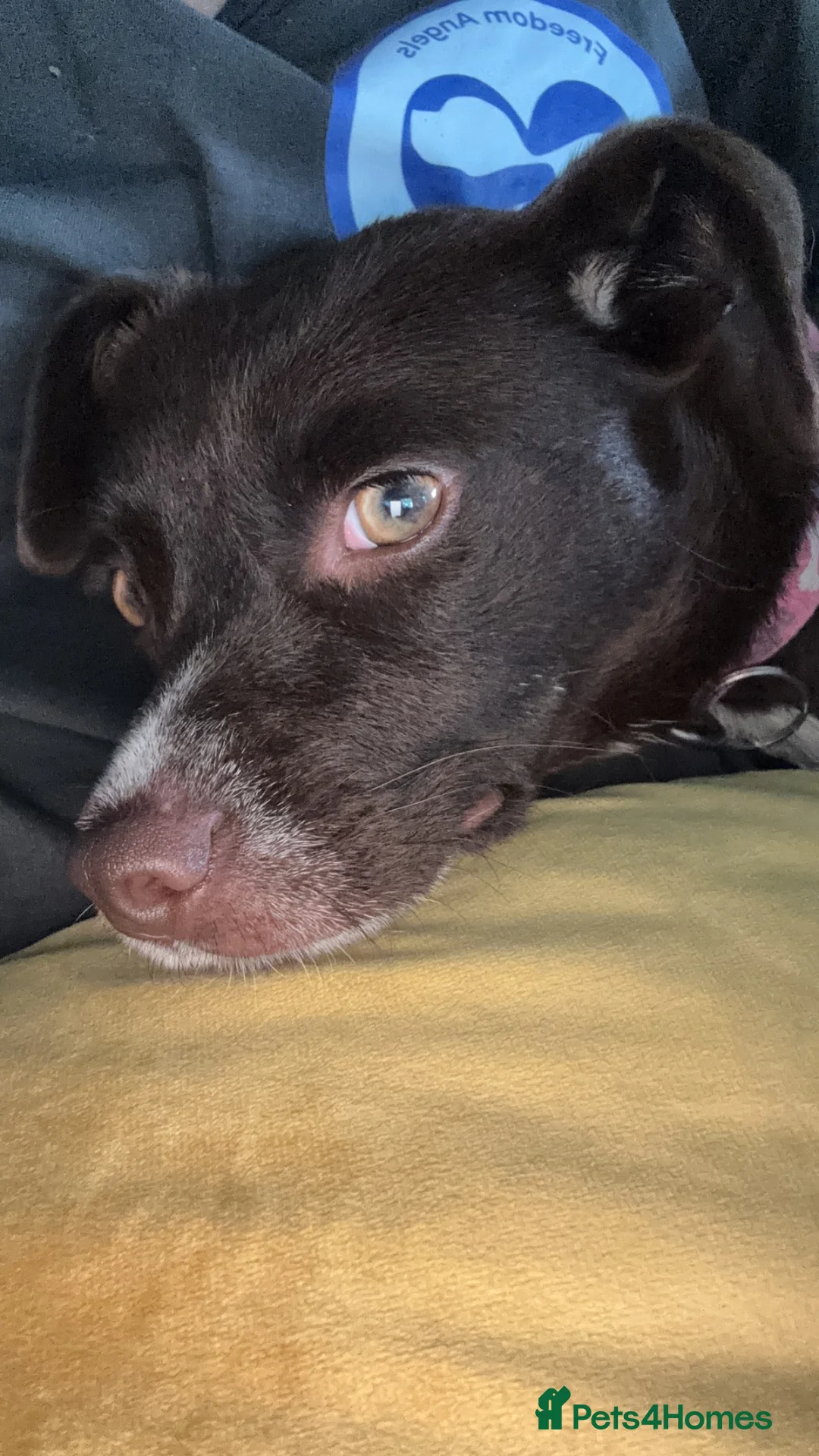 Mixed Breed dogs for adoption: Kit Kat  in Dorchester - Advert 2