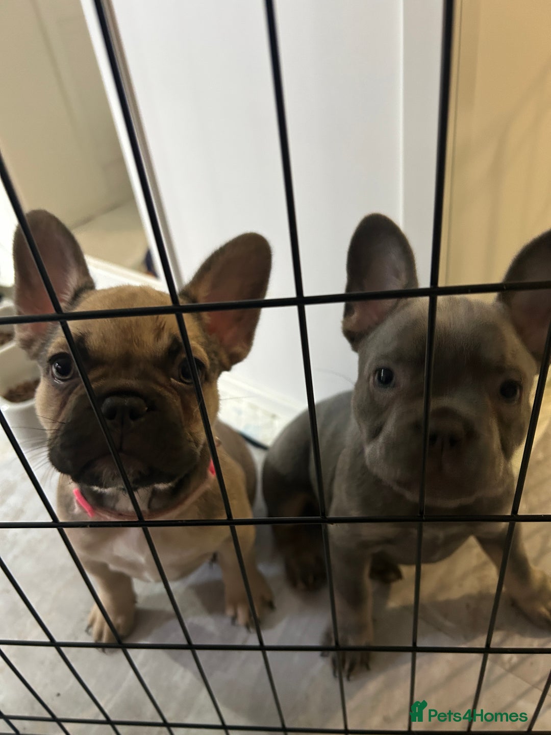 French Bulldog dogs for sale: 🐾Ready Now!! Adorable French Bulldog Puppies!  - Image 1