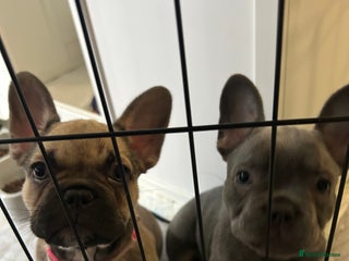 French Bulldog dogs for sale - Advert 1