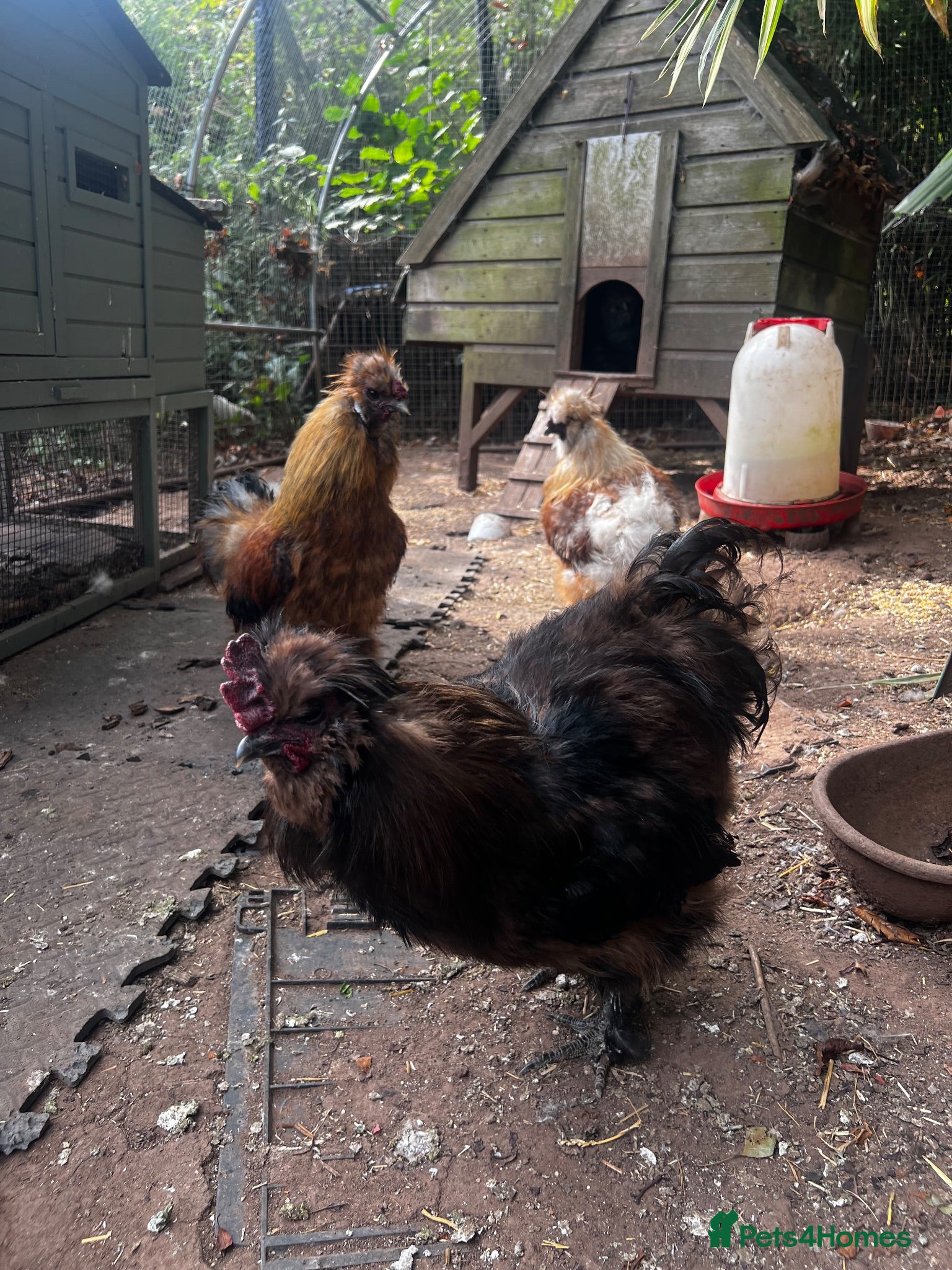 Chickens poultry Silkie cockerels - Advert 1
