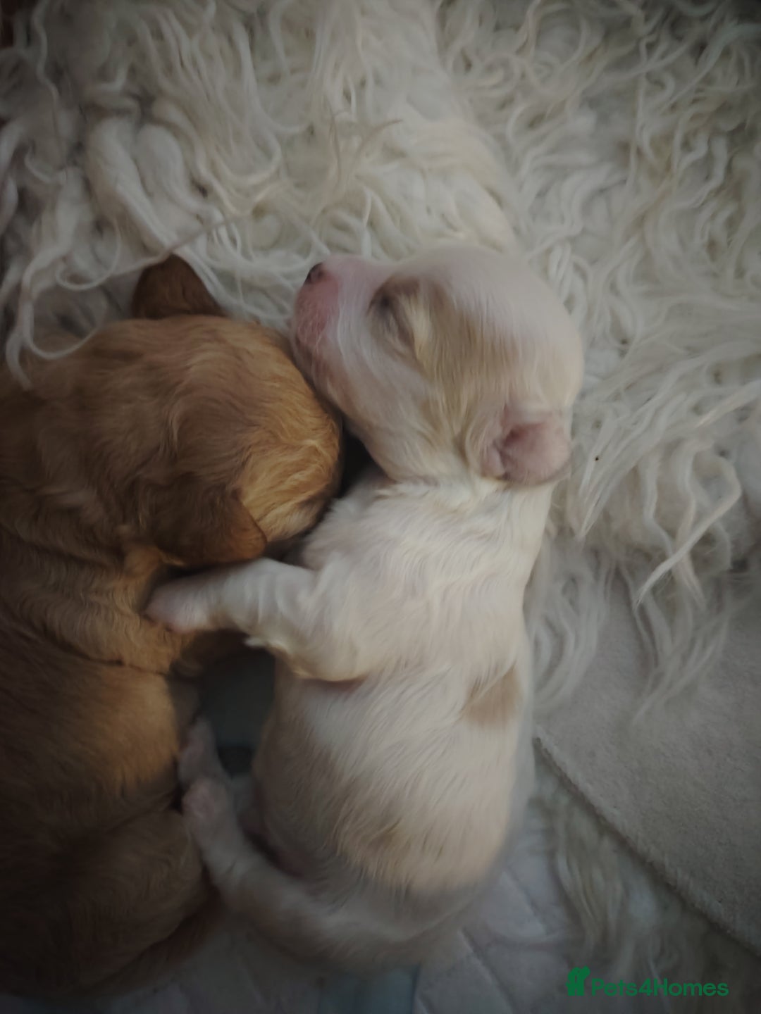 Cavapoo dogs for sale: Stunning tri coloured teddy bear Cavapoos x 6  - Advert 14