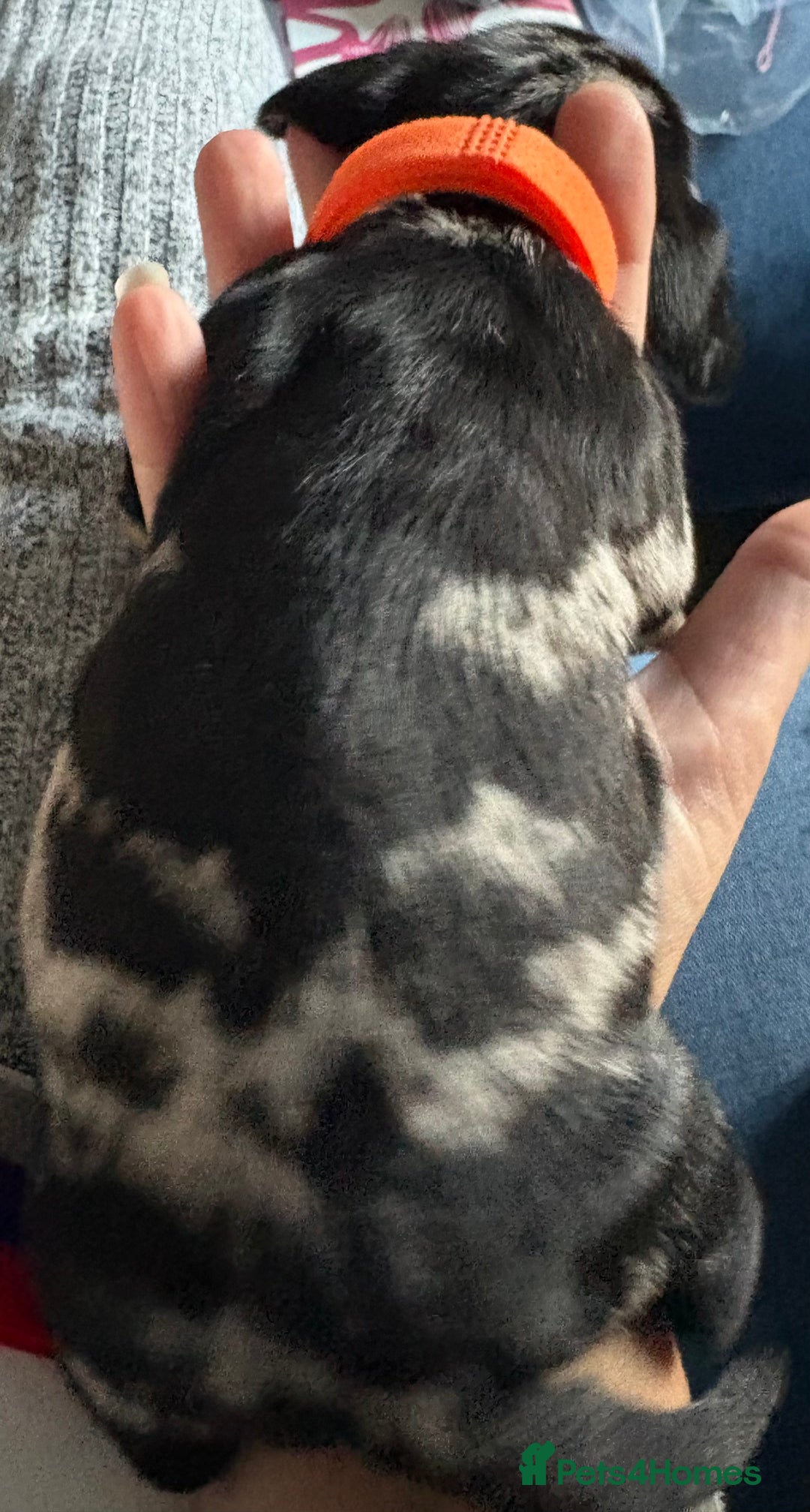 Miniature Dachshund dogs for sale: Miniature dapple dachshund  - Image 5