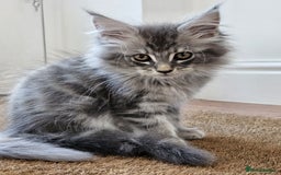 Maine Coon cats for sale: XL Maine Coon kittens - Image 6