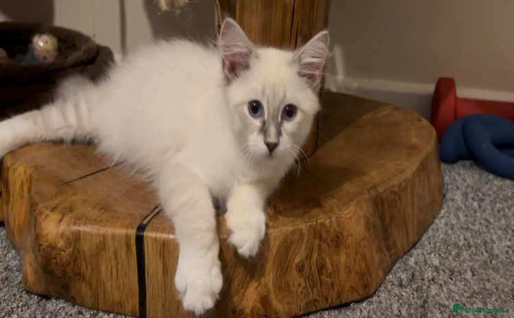 Siberian cats - Advert 1
