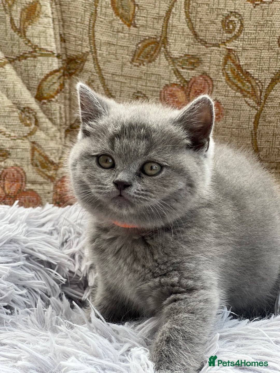 British Shorthair cats for sale: Beautiful Female BSH  - Image 4