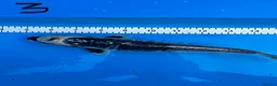 Koi Carp fish for sale: 8 Koi For Sale, 14 months old - Advert 4
