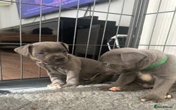Staffordshire Bull Terrier dogs for sale: Stunning Blue staffy KC Registered Bullscaff Pups - Image 6