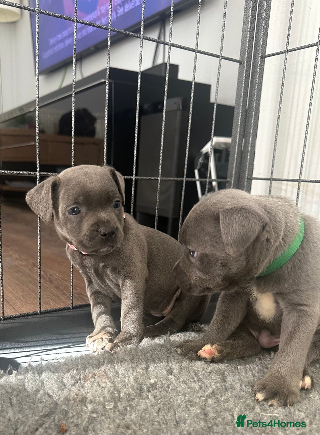 Staffordshire Bull Terrier dogs for sale: Stunning Blue staffy KC Registered Bullscaff Pups - Image 6