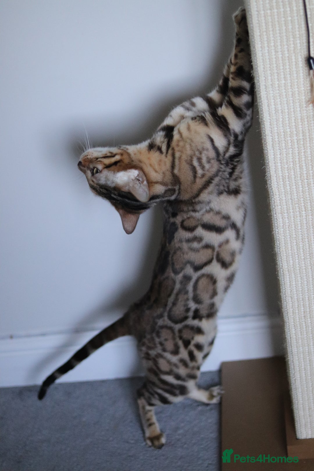 Bengal cats for sale: 🔥ELITE IMPORTED SEAL SEPIA BENGAL QUEEN ACTIVE⭐ - Advert 16