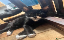 Domestic Shorthair cats for sale: Four 11 week old kittens - Image 2