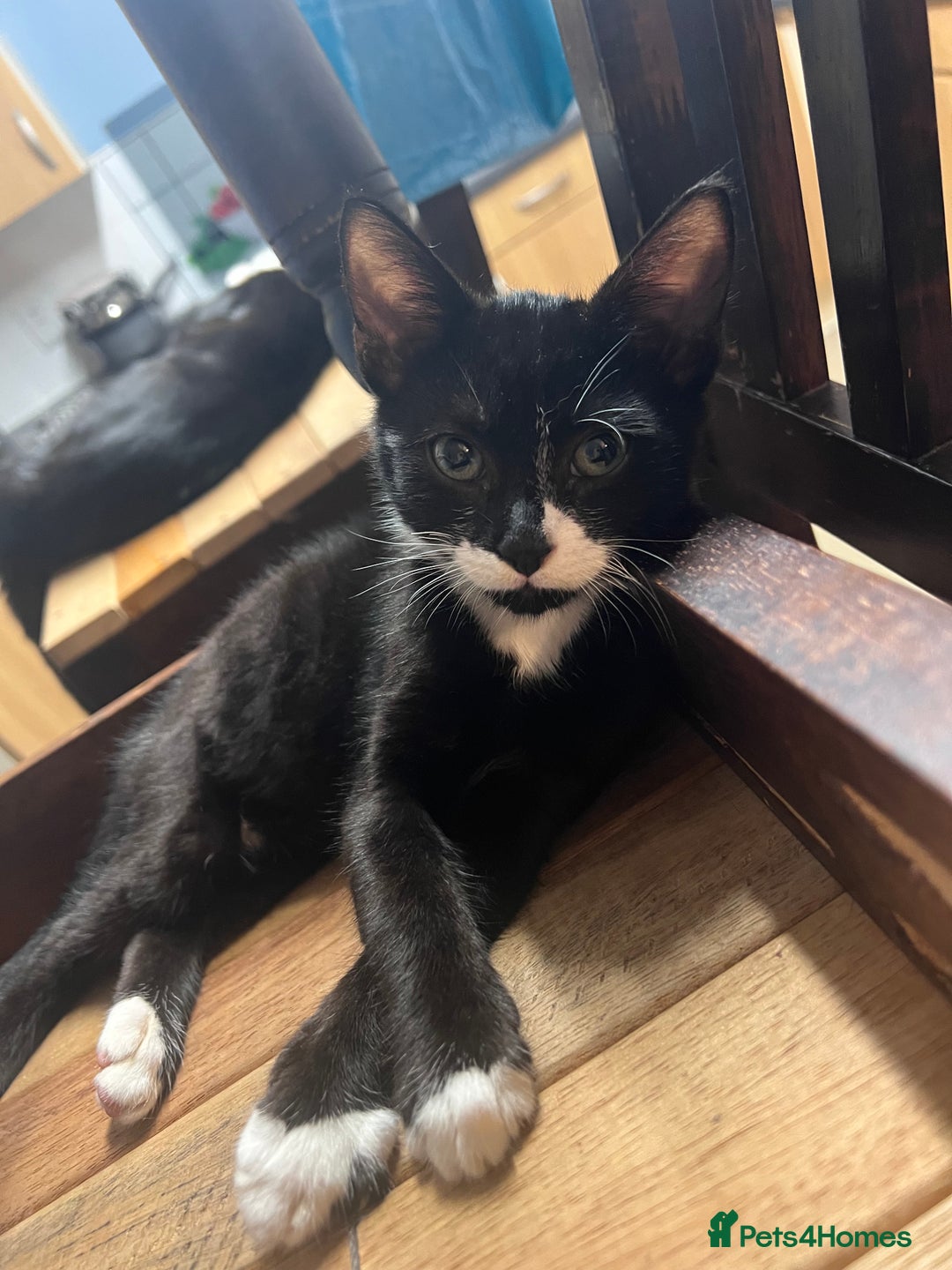Domestic Shorthair cats for sale: Four 11 week old kittens - Image 2