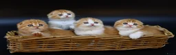Scottish Fold cats for sale: LICENSED CATTERY PURE BREED TOP QUALITY KITTENS - Advert 1