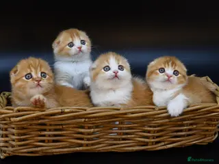 Scottish Fold cats LICENSED CATTERY PURE BREED TOP QUALITY KITTENS - Advert 1