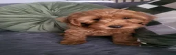 Cockapoo dogs for sale: F1b cockapoos (Ready now) - Advert 6