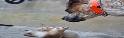 Ferret rodents for sale: Sandy jill - Advert 6