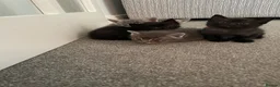 Ragcoon cats for sale: Ragcoon Kittens  - Advert 5