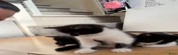 Mixed Breed cats for sale: 4 gorgeous kittens ready for new home♥️💙 - Advert 8