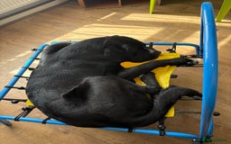 Mixed Breed dogs for sale: 1 year old Saint Dane - Image 4
