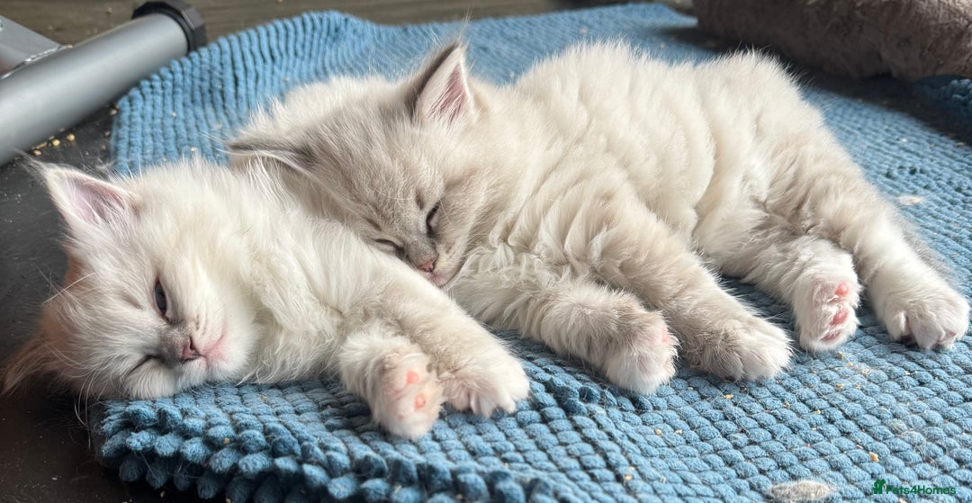 Ragdoll cats for sale: Beautiful Siberian Ragdoll cross kittens for sale - Advert 2