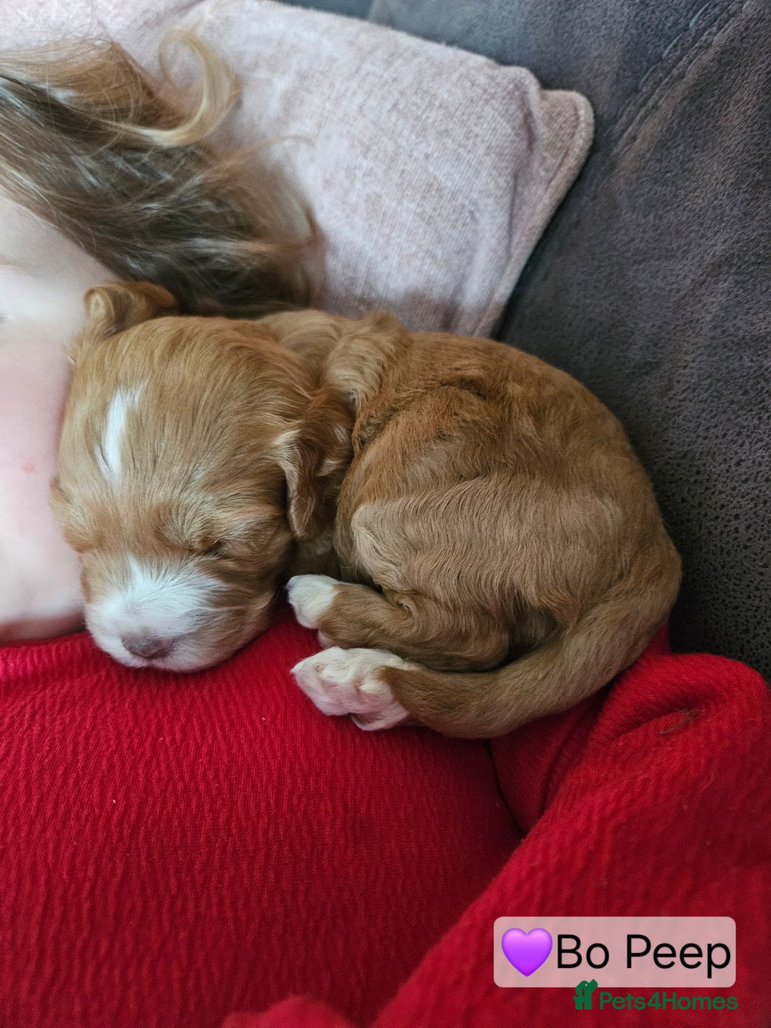 Cockapoo dogs for sale: F3b Cockapoo Puppies – DNA health tested - Advert 14