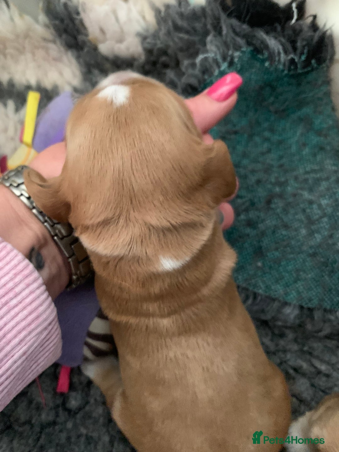 Cocker Spaniel dogs for sale: KC Registered Quality Show Type Cocker Puppies   - Image 8