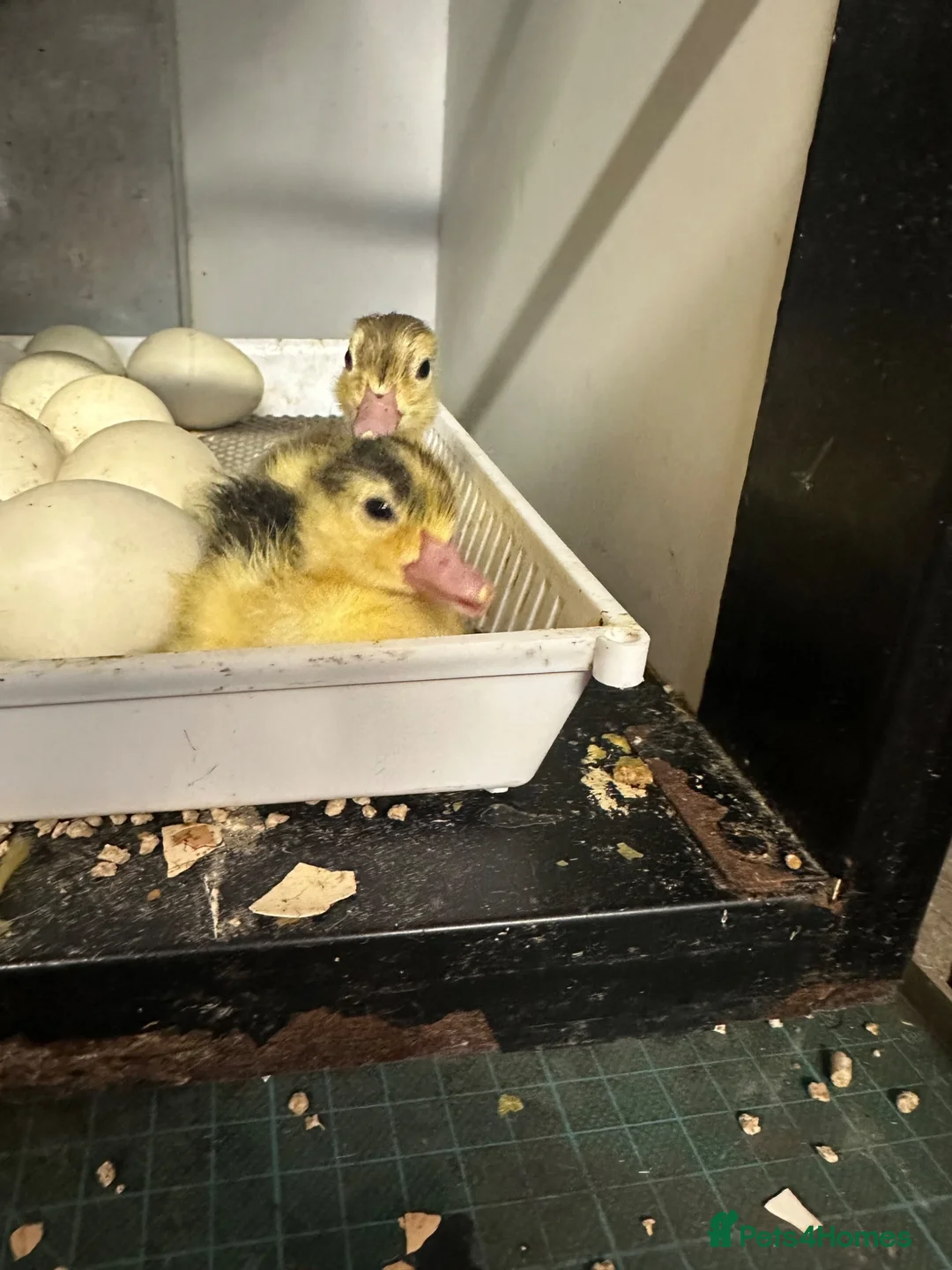 Ducks poultry for sale: Indian runner ducklings  - Advert 1