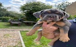 Old Tyme Bulldog dogs for sale: **Chunky NEBBER OLD TYME BULLDOG** - Image 1