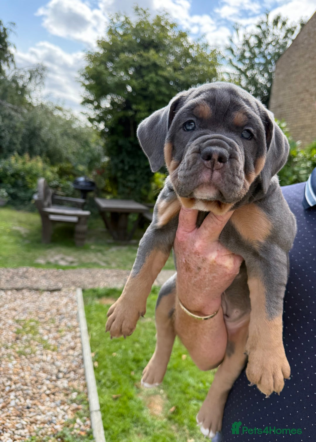 Old Tyme Bulldog dogs for sale: **Chunky NEBBER OLD TYME BULLDOG** - Image 1