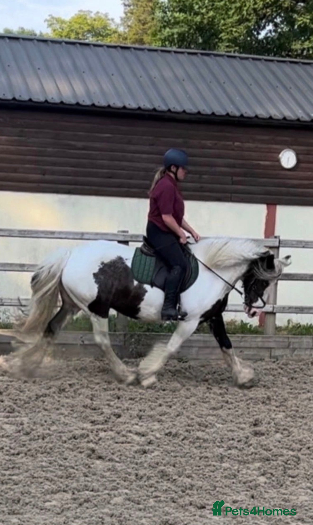 Irish Cob horses Heartbreaking sale  - Advert 1