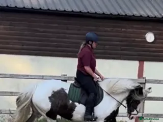 Irish Cob horses Heartbreaking sale - Advert 15