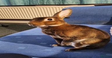 Rex rabbits - Advert 4