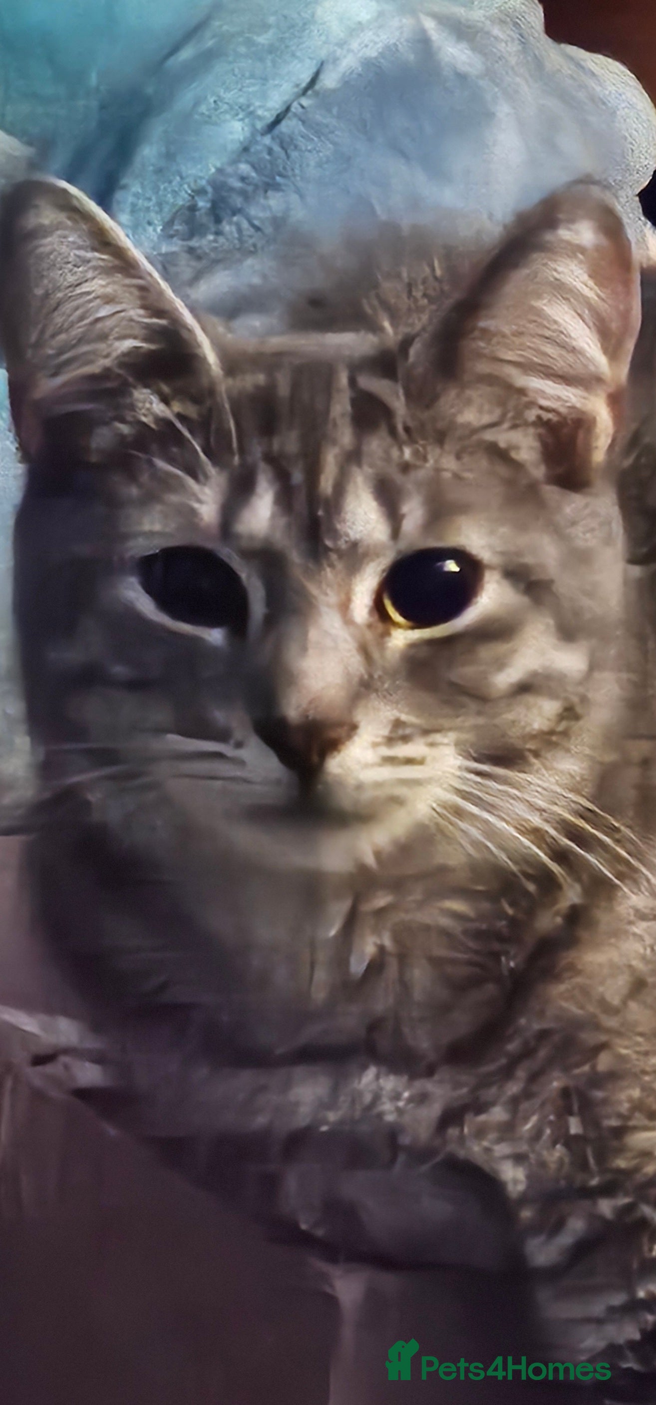 Mixed Breed cats 3 beautiful kittens - Advert 1