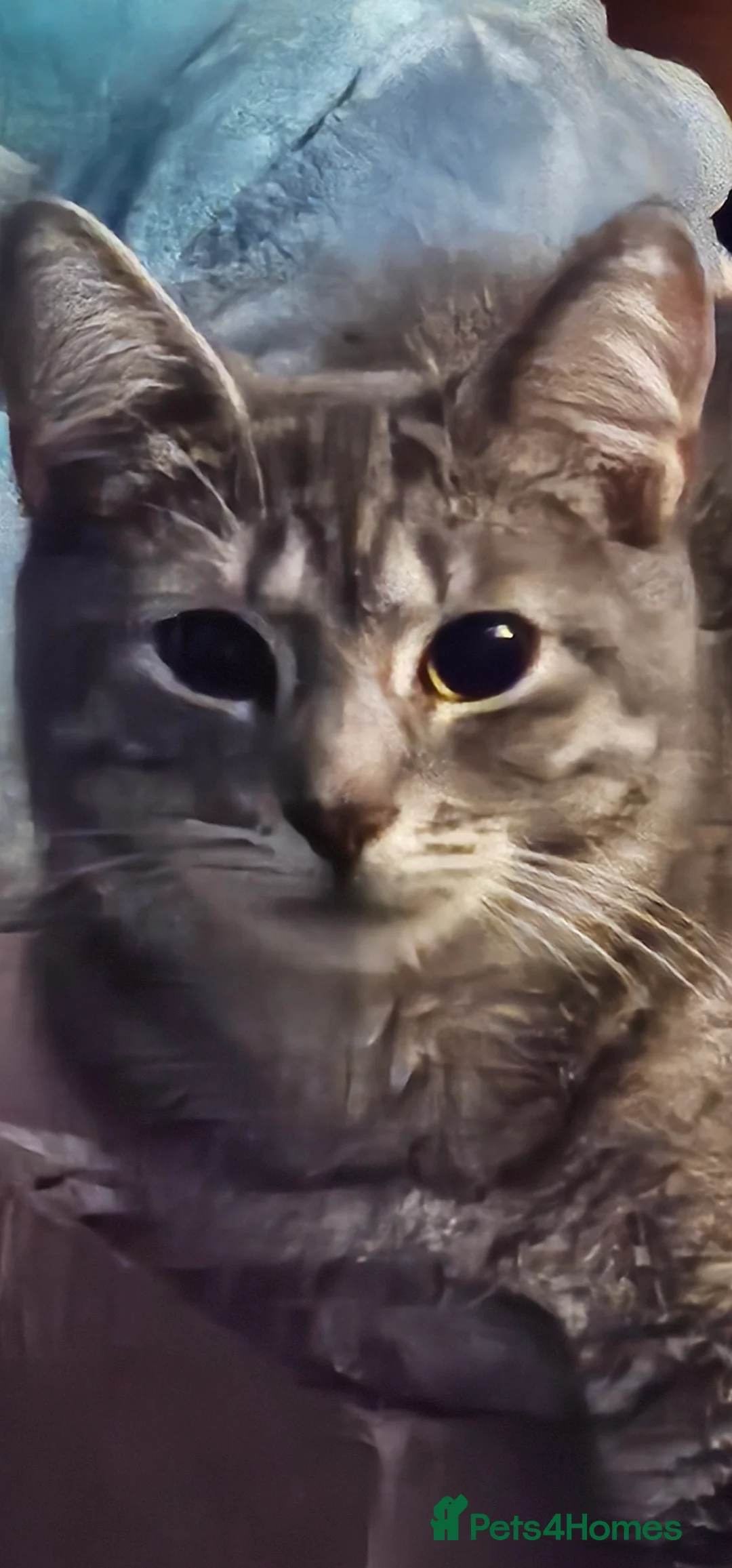 Mixed Breed cats for sale: 3 beautiful kittens - Advert 1