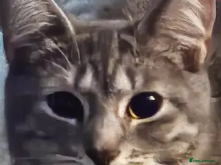 Mixed Breed cats 3 beautiful kittens - Advert 1